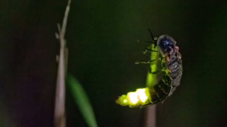 Female glow worm curls abdomen clinging to grass stem at Sheringham Park Norfolk